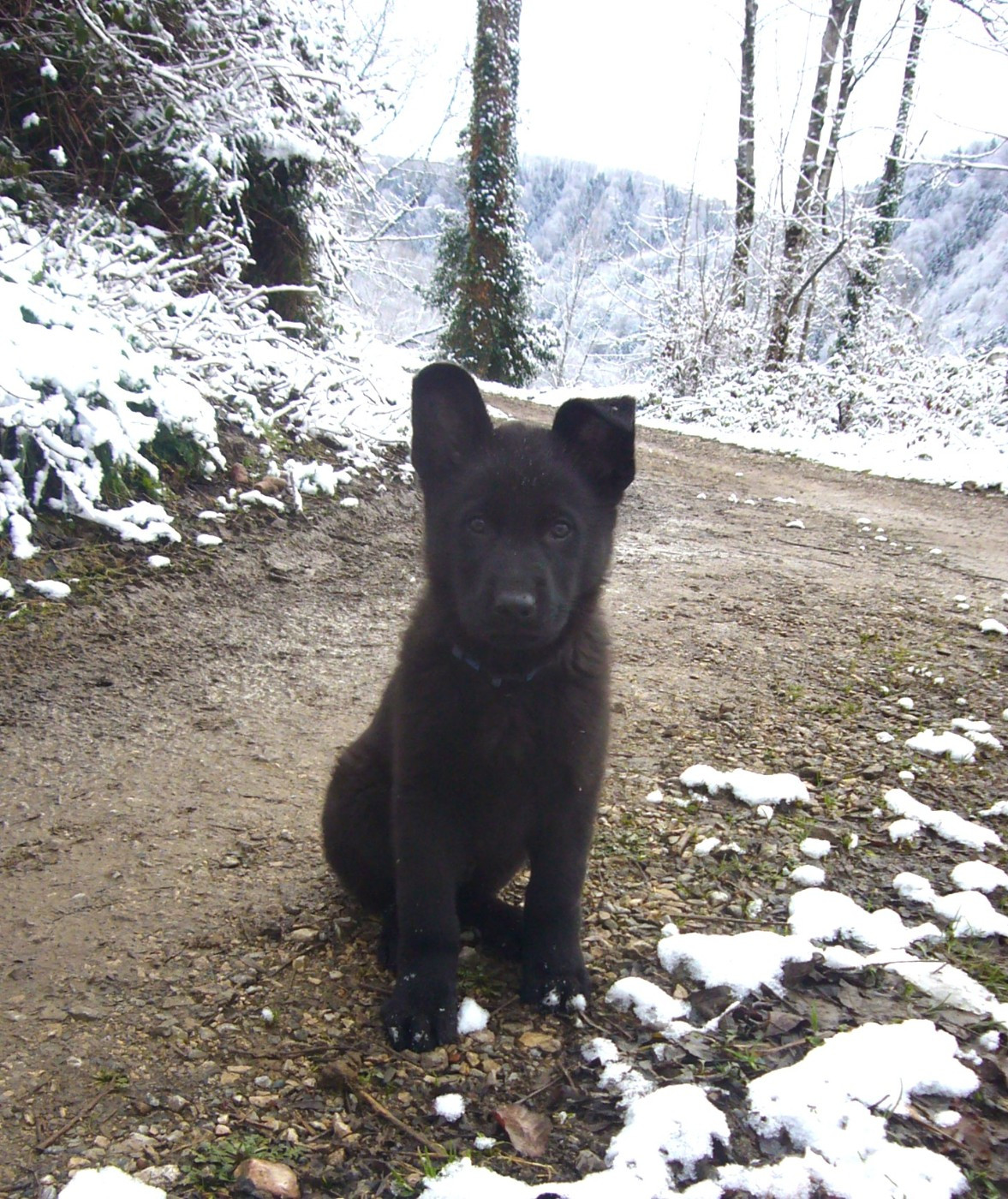 Roc De L'Ors - Chiots disponibles - Berger Allemand