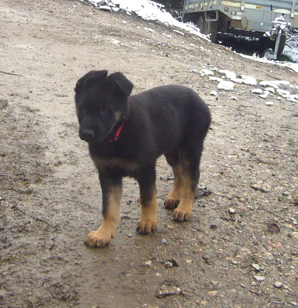 Roc De L'Ors - Chiots disponibles - Berger Allemand