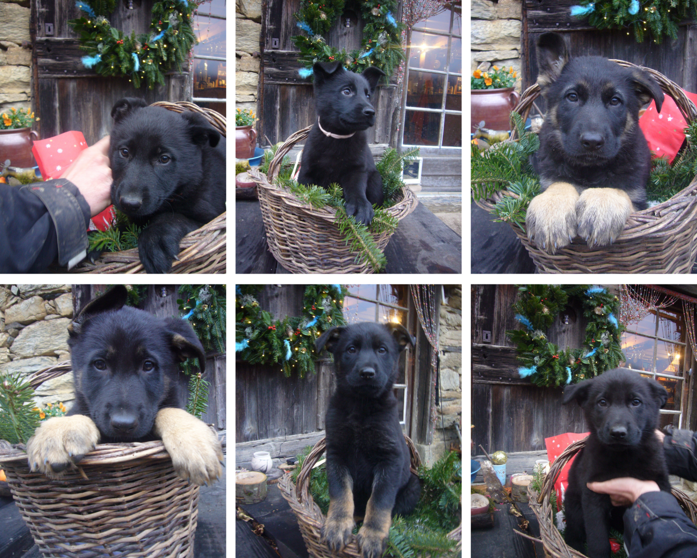 Chiot Berger Allemand Roc De L'Ors