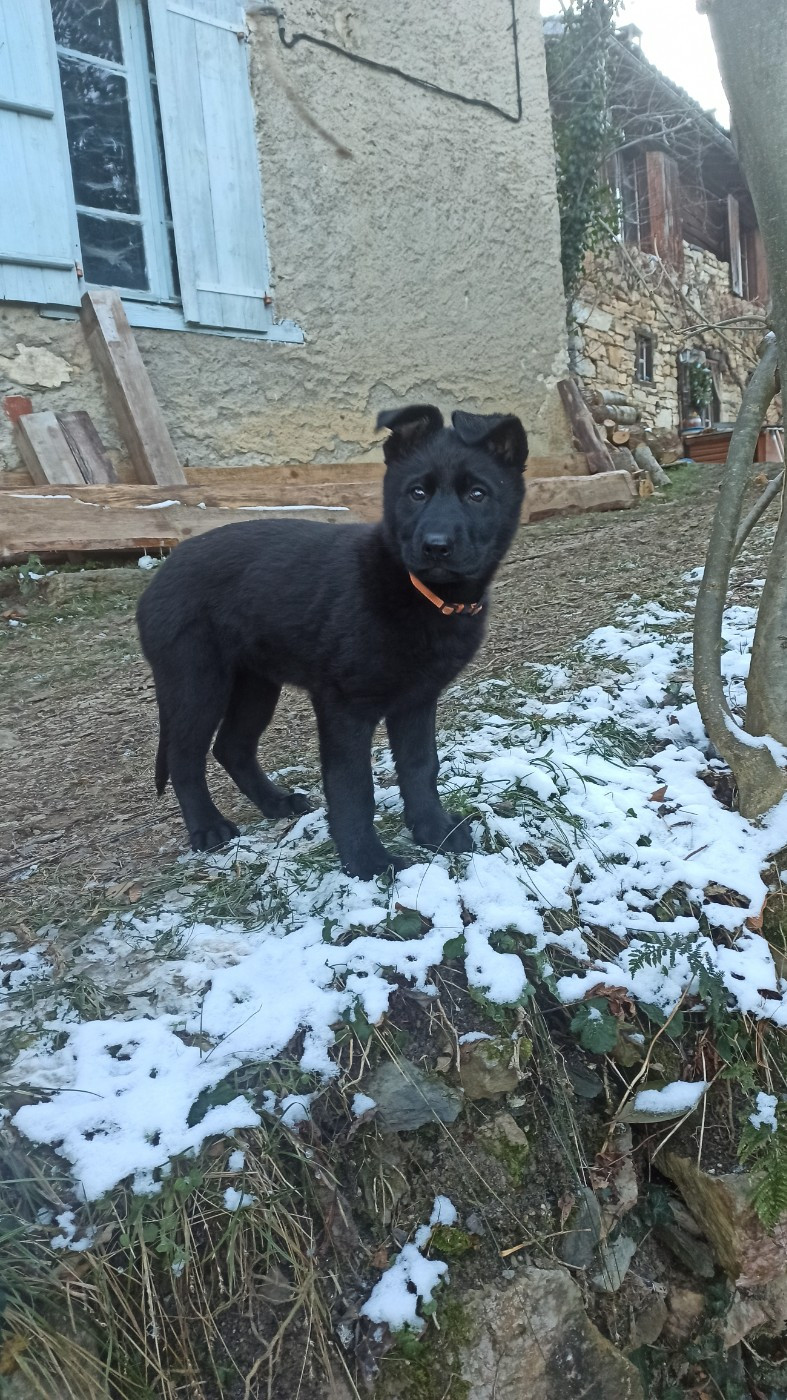 Roc De L'Ors - Chiots disponibles - Berger Allemand